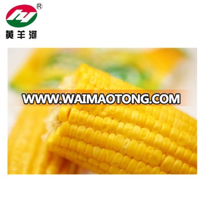 Non-Glutious Fresh Corn Vacuumed Sweet Corn Yellow Corn